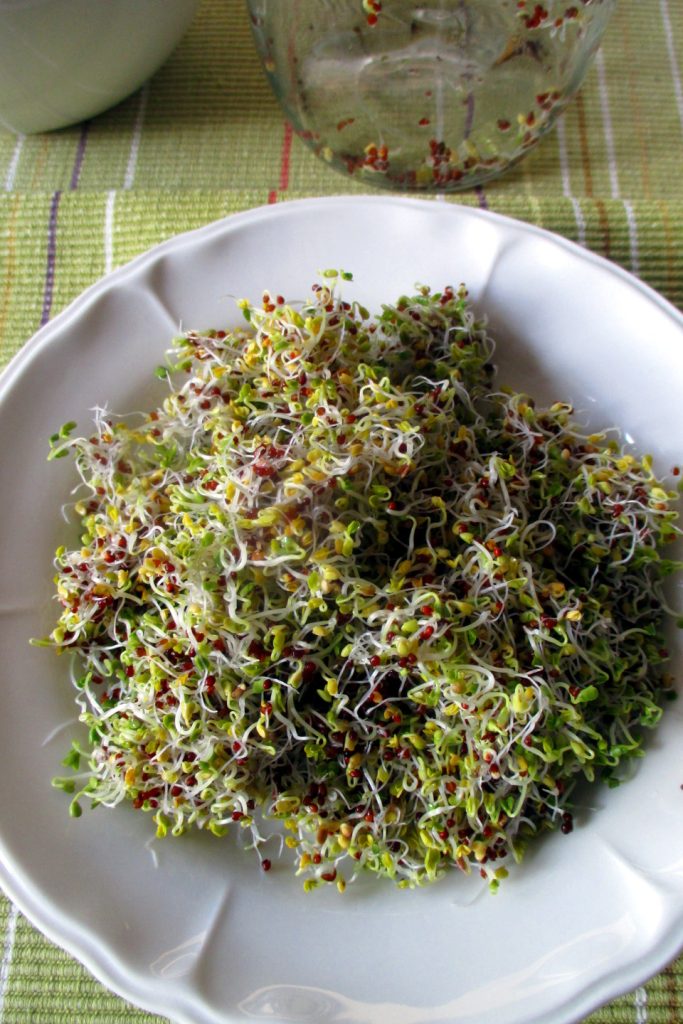 Pousses de brocoli maison, Mangia senza Pancia