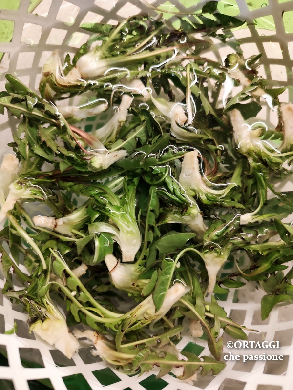 lavage du pissenlit avec la racine