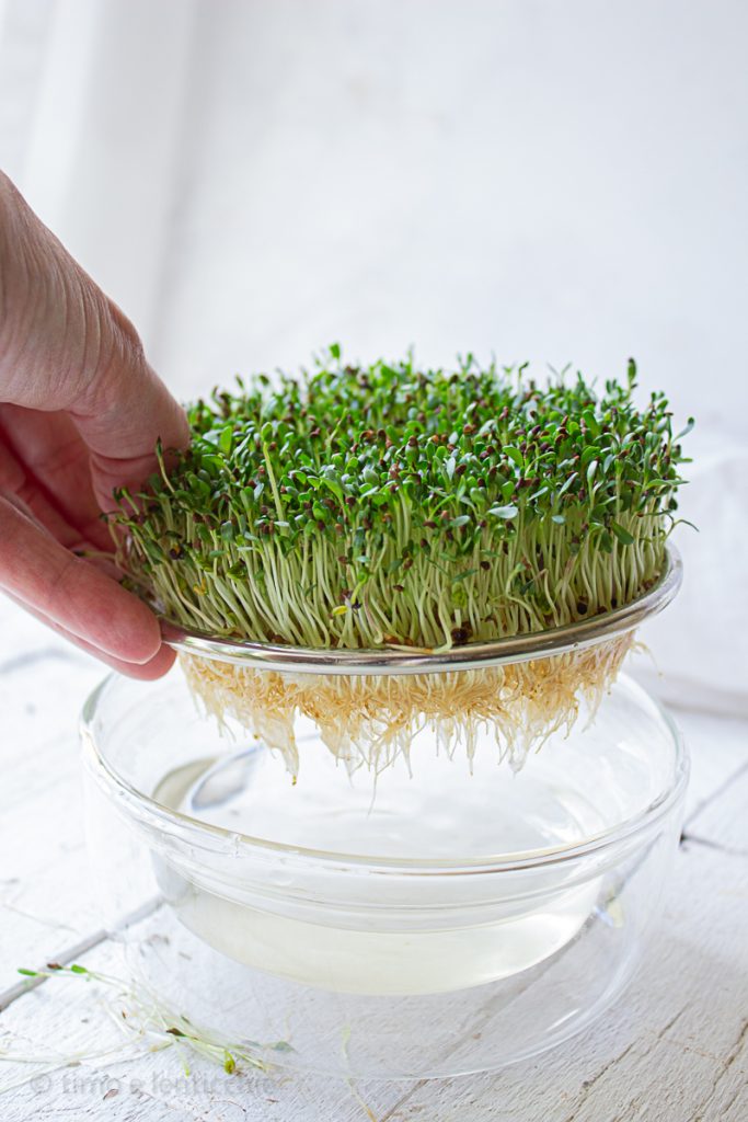 Timbale de millet et asperges