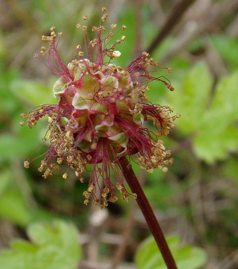 fleur de pimprenelle Sanguisorba minor