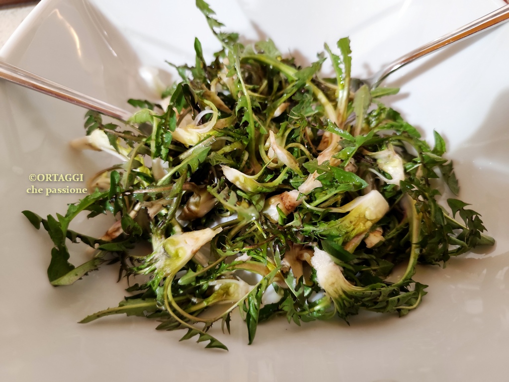 Salade de pissenlit avec la racine