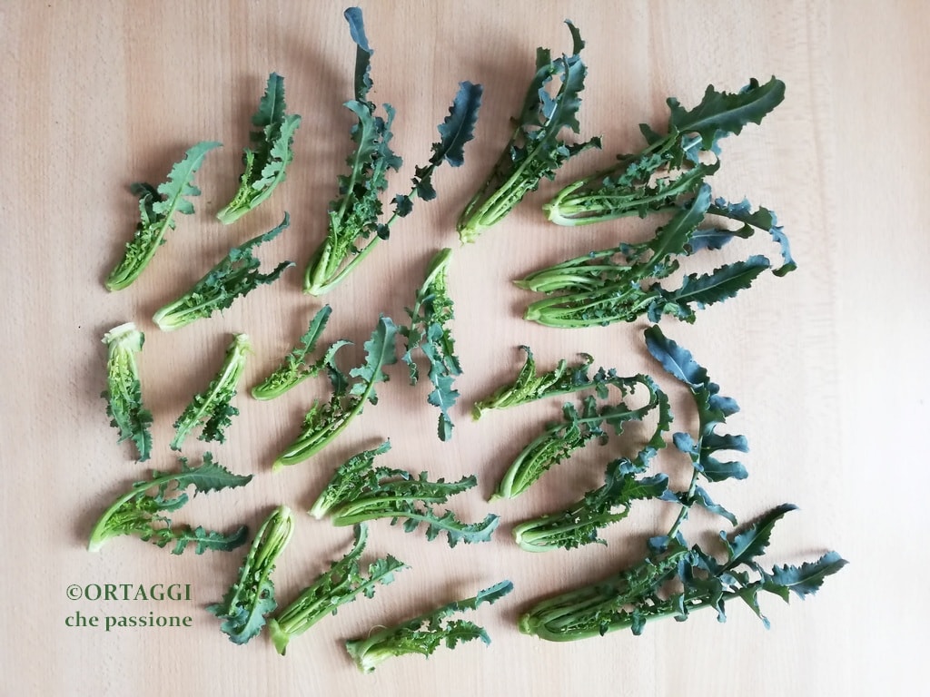 fioi hijos de broccolo fiolaro de Creazzo