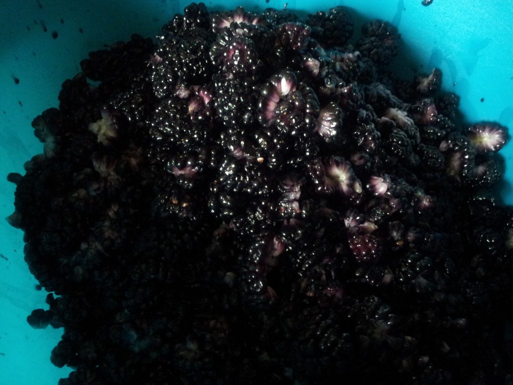 moras frescas