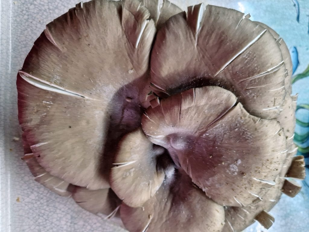 setas pleurotus