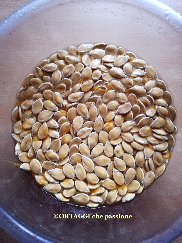 lavar semillas de calabaza