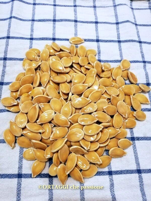 secar las semillas de calabaza sobre un paño de cocina o papel absorbente