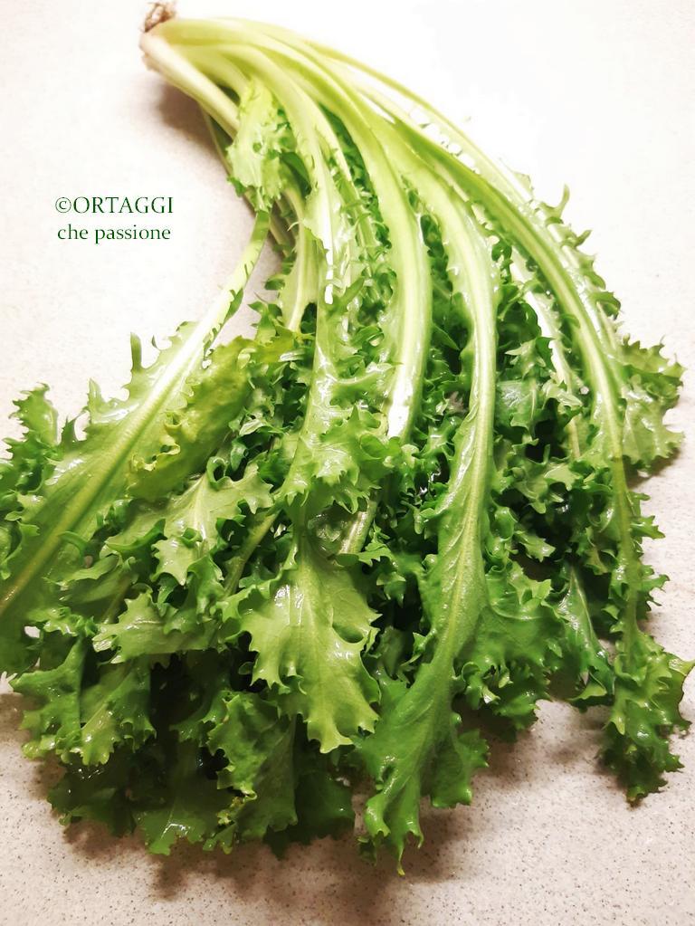 Achicoria silvestre imagen - varios tipos