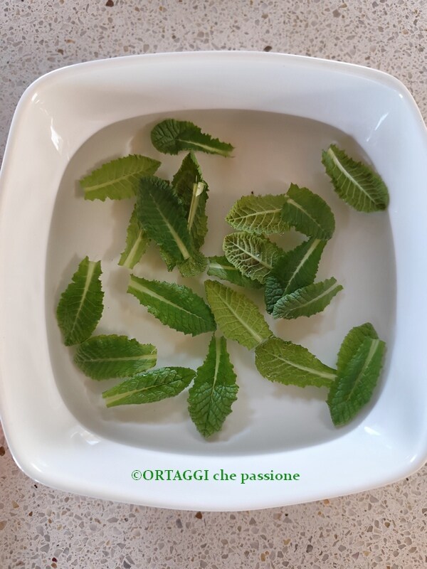hojas de primavera en agua