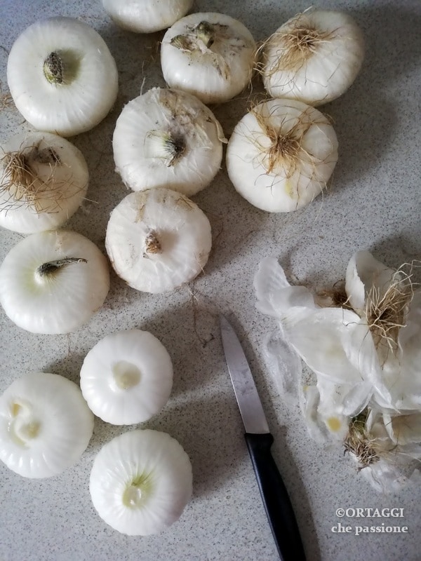 pelar las cebollas blancas