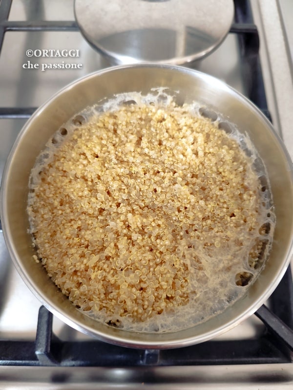 quinoa cocción en agua caliente o fría