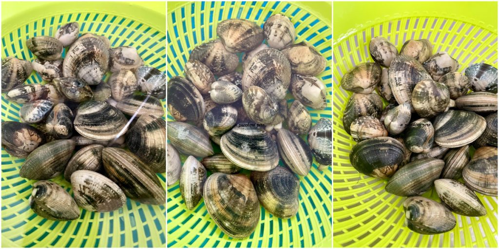 almejas veraci limpias y purgadas