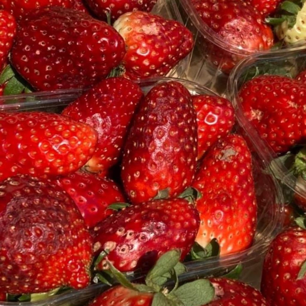 fresas
