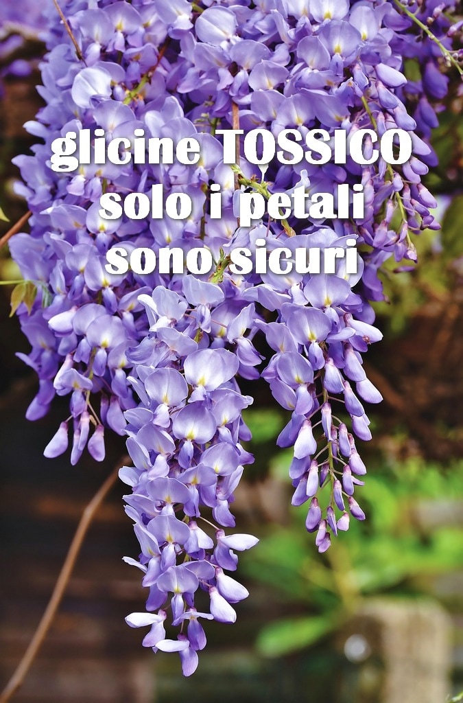 La glicina, aunque es principalmente conocida por su belleza decorativa, también tiene un uso en la cocina, pero con mucha precaución. Solo los pequeños pétalos son comestibles, es importante evitar las otras partes de la planta, que son tóxicas. El sabor de los pétalos es delicado y floral, por lo que añade una nota especial a platos y bebidas. La glicina frita en tempura es venenosa si no se eliminan correctamente todas las partes tóxicas. Es fundamental separar solo los pétalos y cocinarlos con cuidado para evitar riesgos. ¿Cuáles son los efectos tóxicos de la glicina? ¿A qué sabe la glicina? ¿Cuál es el significado de la glicina? ¿Cuál es el fruto de la glicina? ¿Cómo hacer que la glicina florezca? ¿En qué mes la glicina pierde sus hojas? ¿Se puede plantar en maceta? ¿Te gusta el color de la glicina en floración y te gustaría plantarla en tu jardín? El precio depende de la variedad y el tamaño de la planta, pero en promedio puede variar entre 20 y 50 euros para una planta joven. ¿En qué período florece la glicina? Florece en primavera, generalmente entre abril y mayo, dependiendo del clima y la variedad. Durante este período, produce racimos de flores perfumadas y coloridas, que pueden variar del violeta al blanco, al azul.