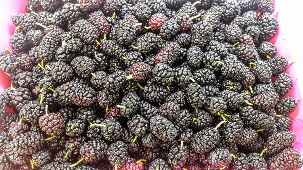 moras