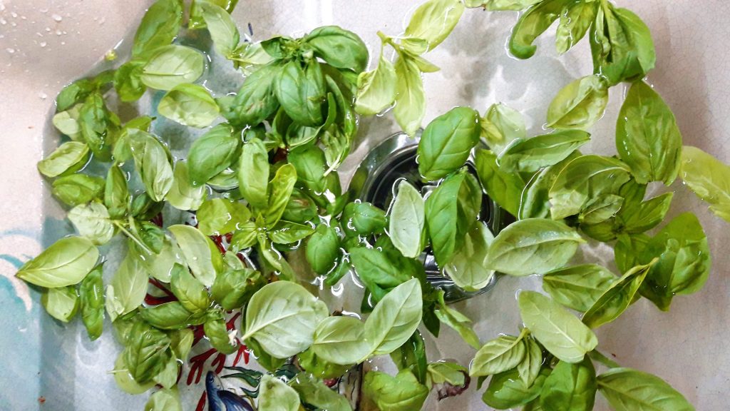albahaca en agua
