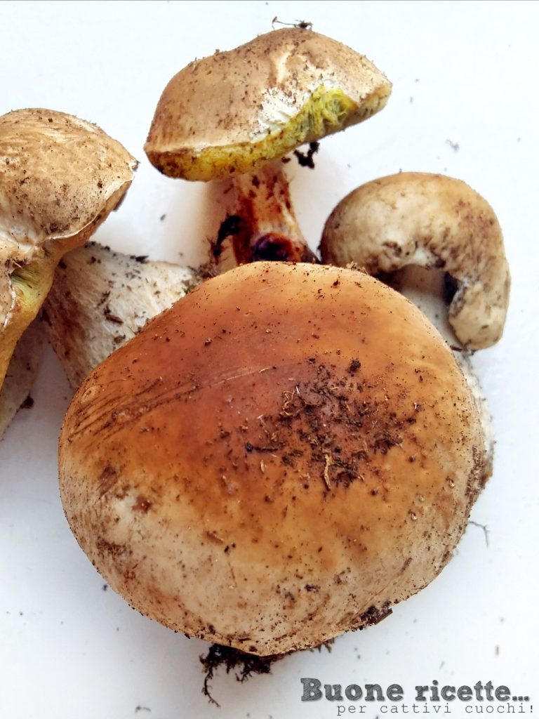 boletus enteros