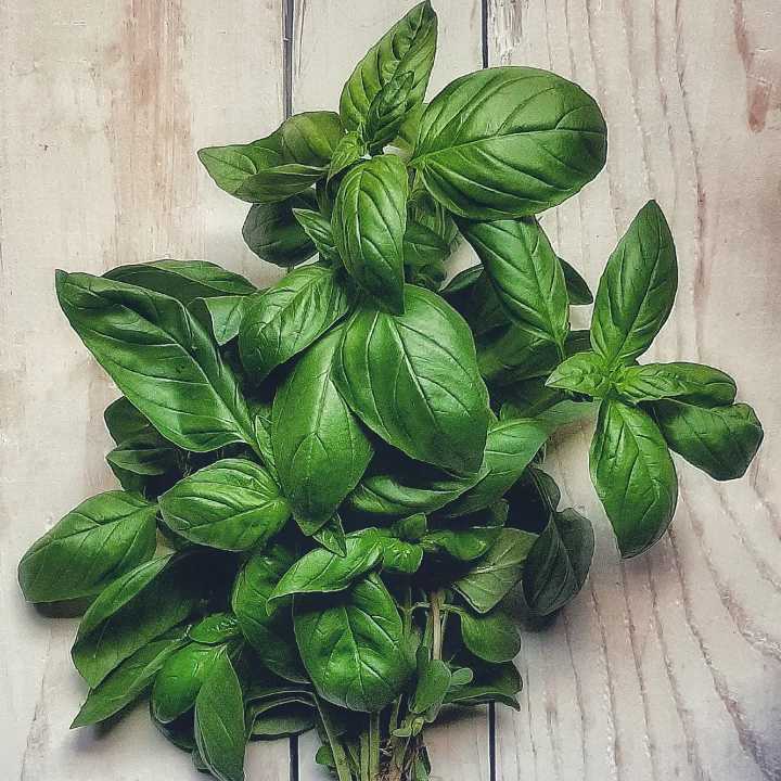 hojas de albahaca fresca