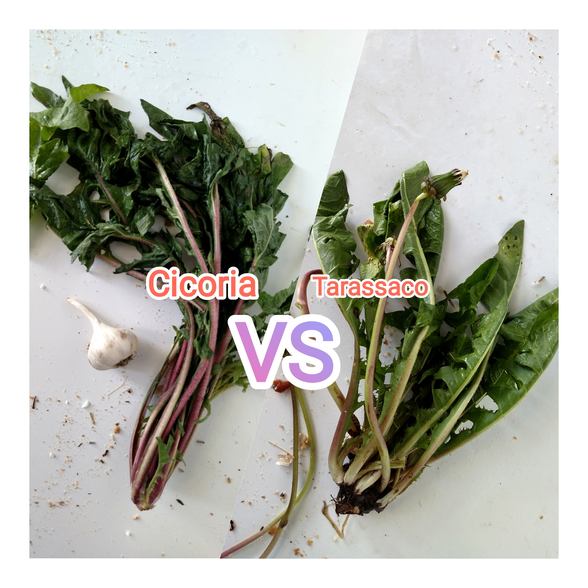 Diferencias entre achicoria y diente de león