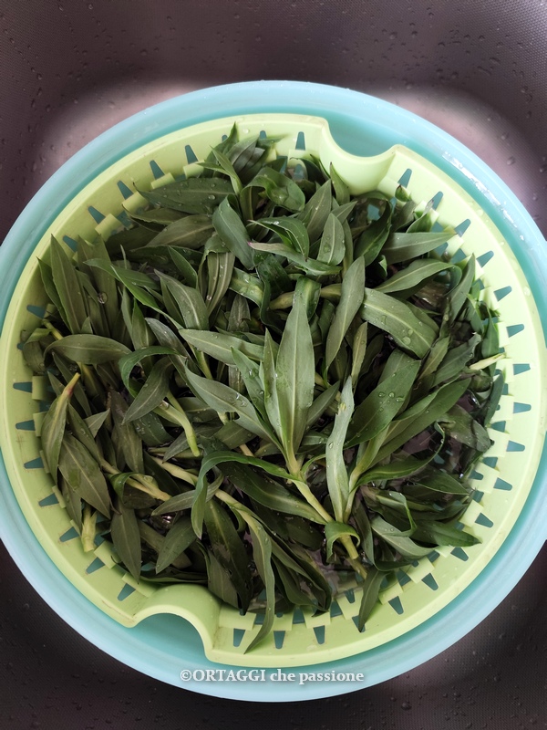 lavar los carletti strigoli