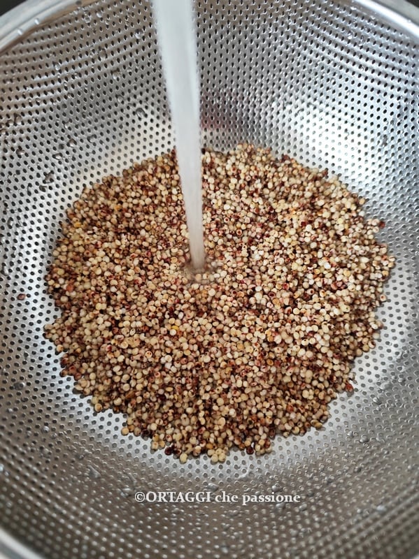 enxaguar o trigo mourisco africano