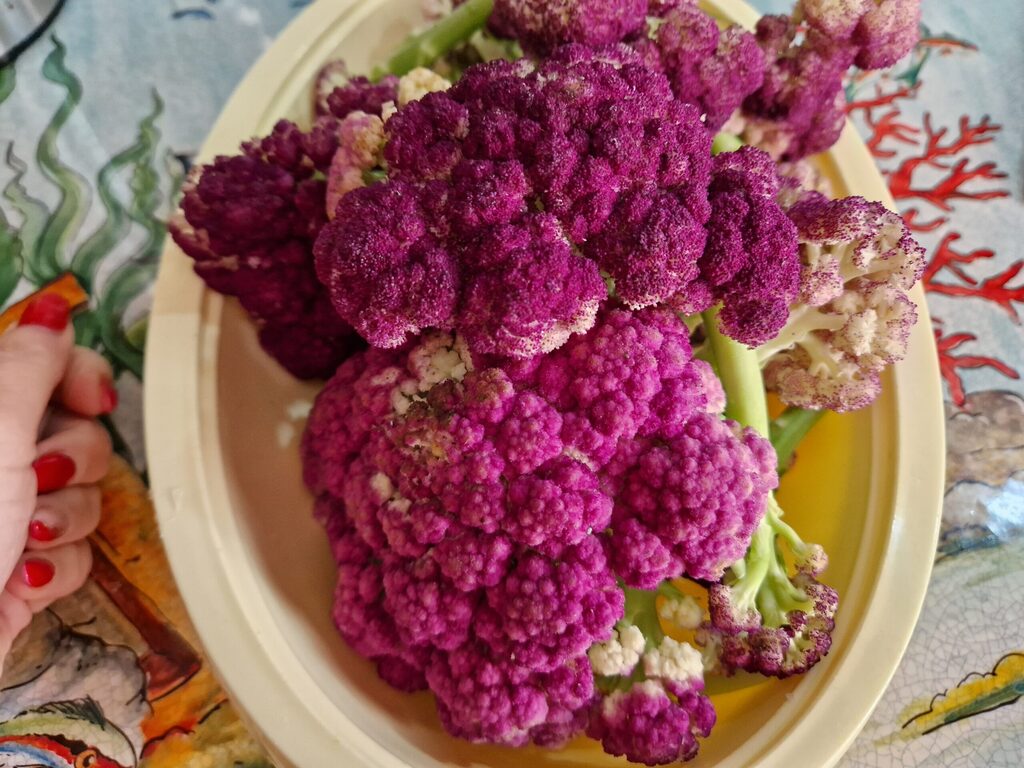 couve-flor roxa