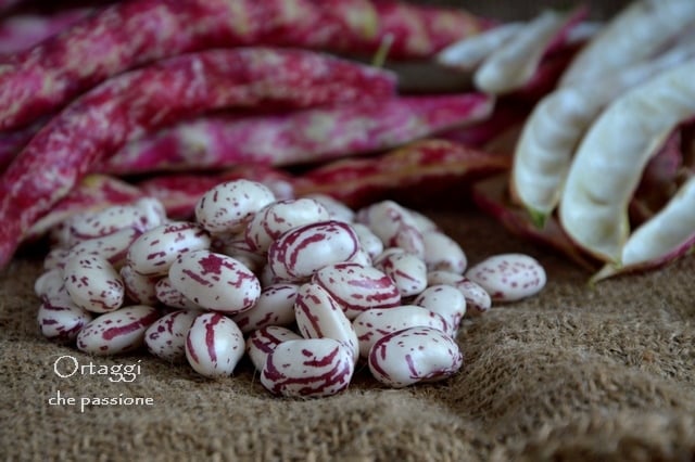 Borlotti, como cozinhar os feijões frescos Ortaggi che passione by Sara