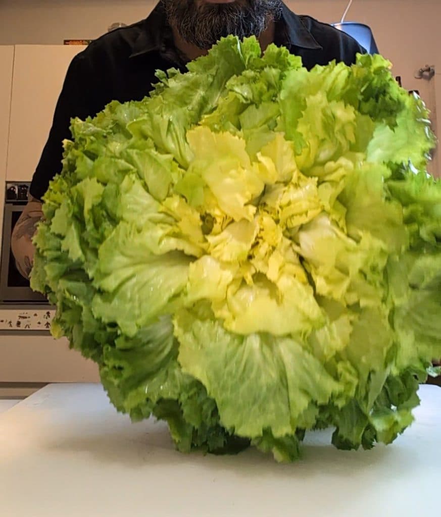 Escarola na frigideira à napolitana