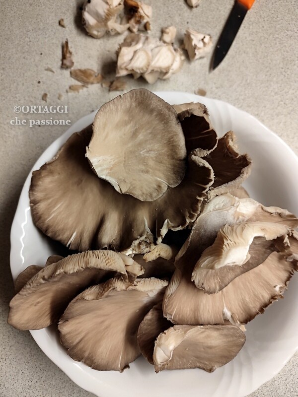 cogumelos pleutorus
