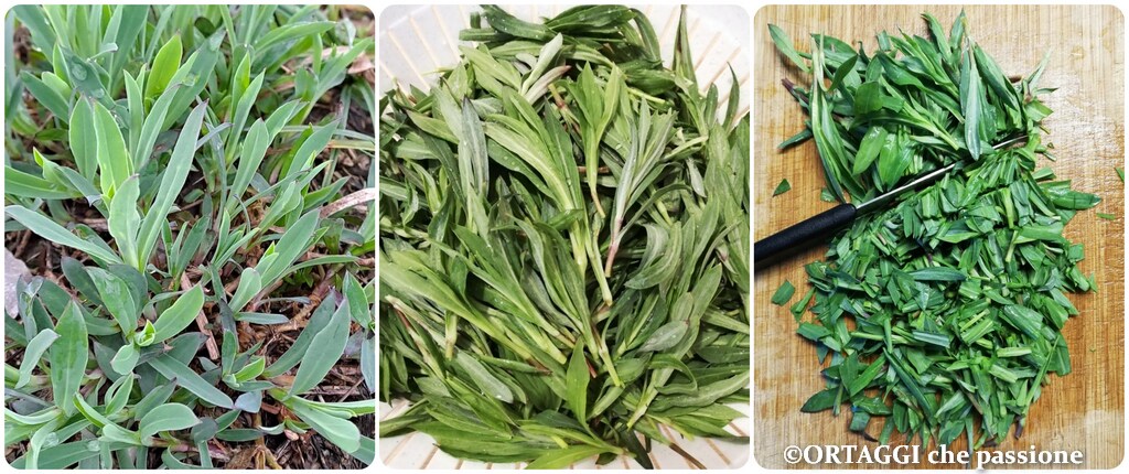 colheita lavagem e corte silene strigoli