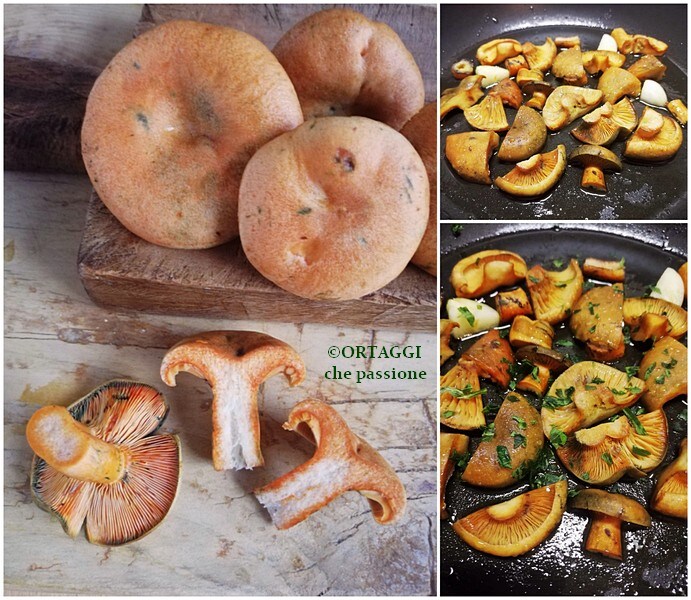 como cozinhar os cogumelos sanguinários_rositi ORTAGGI che passione by Sara receita foto passo a passo