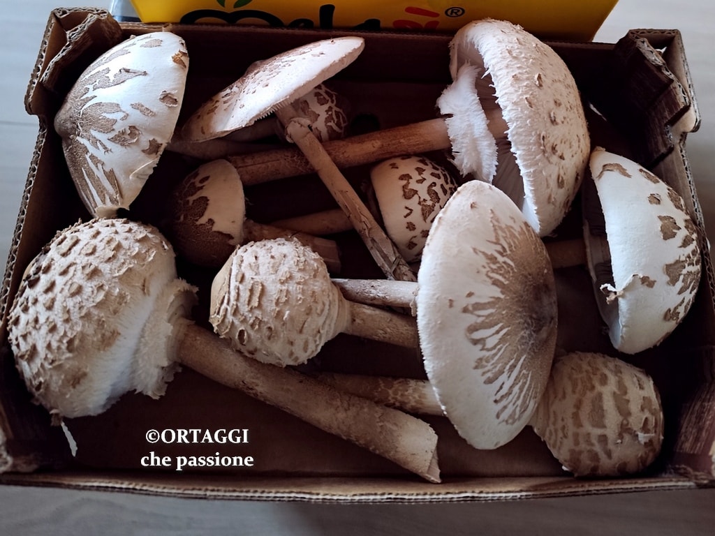 Mazza de tambor – RECEITAS