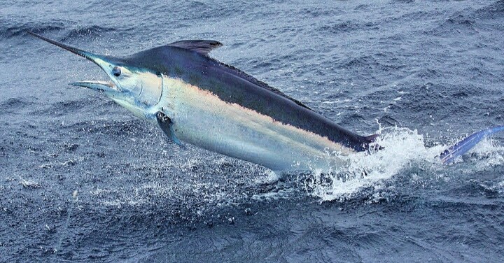 peixe-agulha imperial