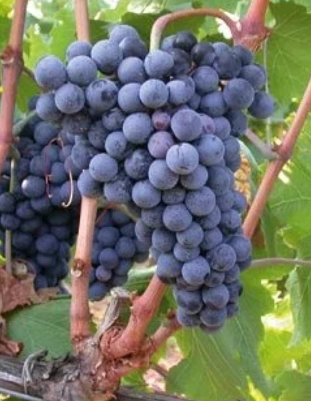 A mostarda siciliana da Margherita