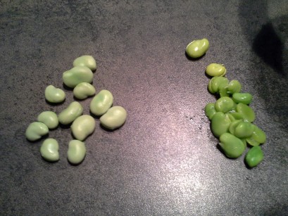 favas