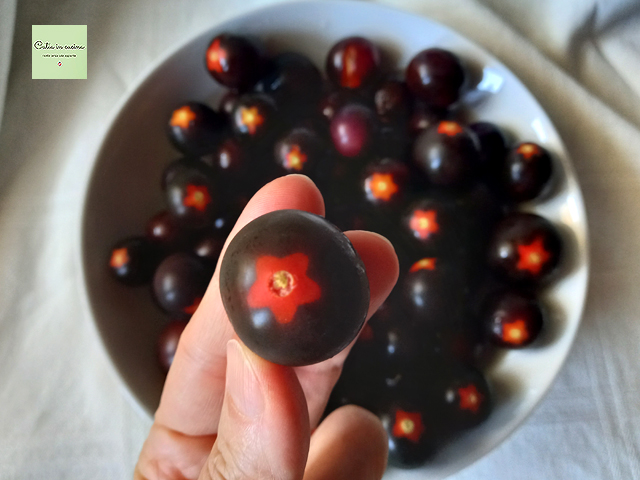 caule do tomatinho preto