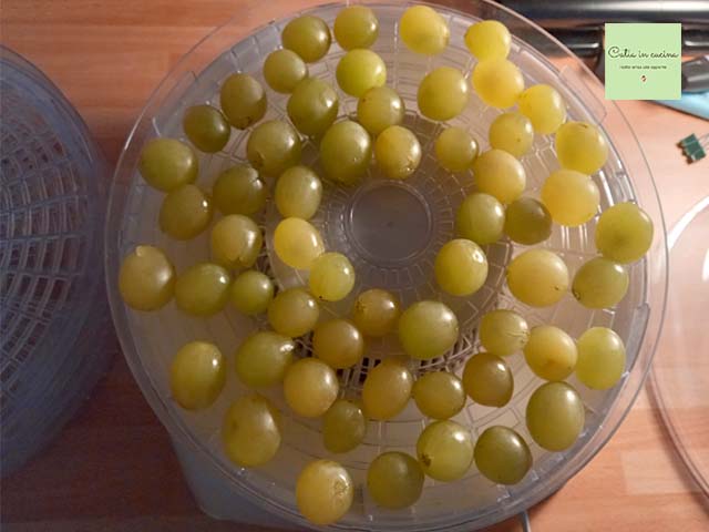 uva desidratada início