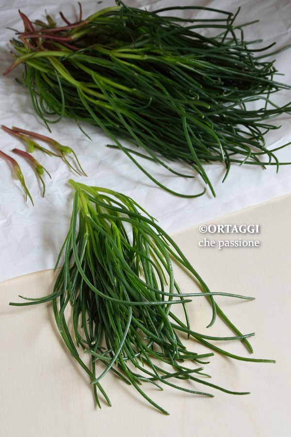 cuidar dos agretti e eliminar a raiz