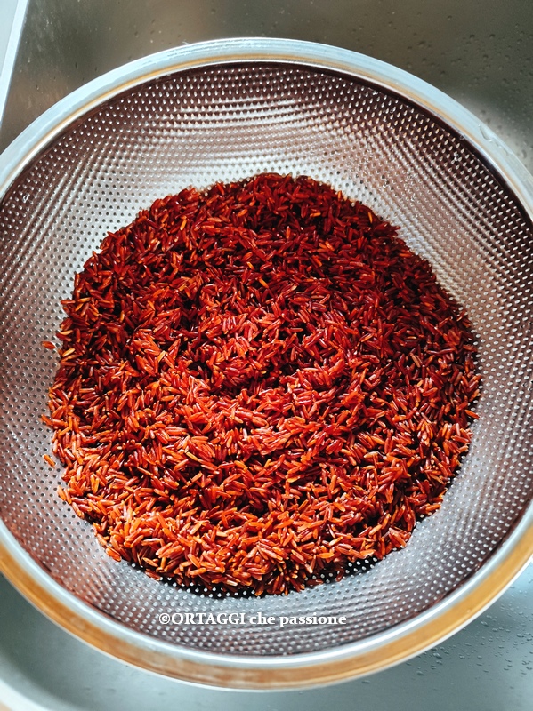 enxaguar o arroz vermelho em água corrente