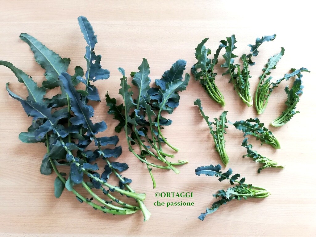 BROCCOLO FIOLARO – hoe schoonmaken en koken?
