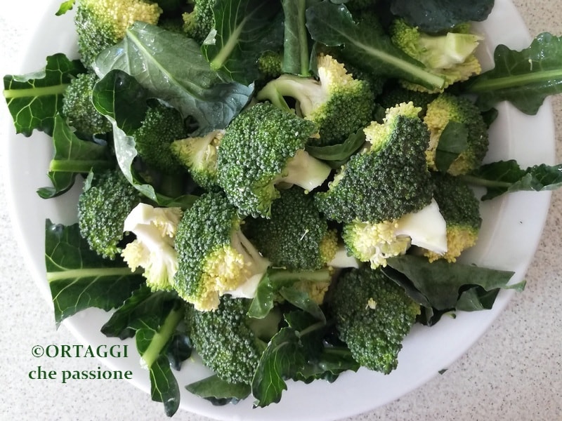 Broccoli gewassen met bladeren