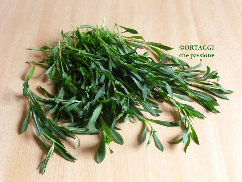 Carletti Silene foto afbeelding