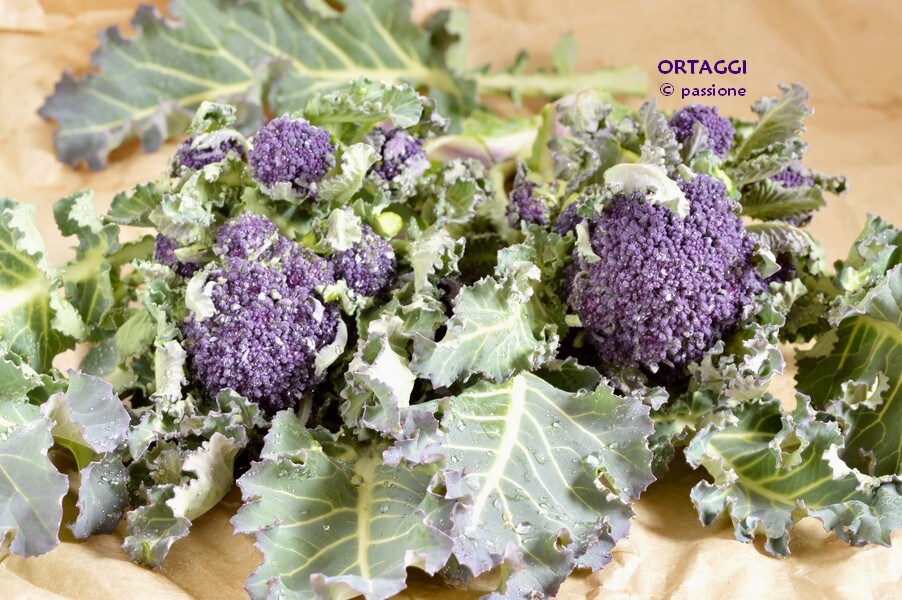 Paarse broccoli violetto GROENTEN © passie