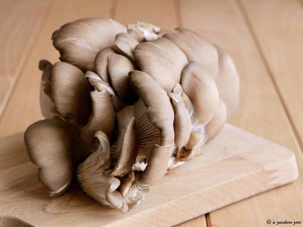 Pleurotus paddenstoelen