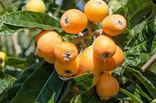 loquats
