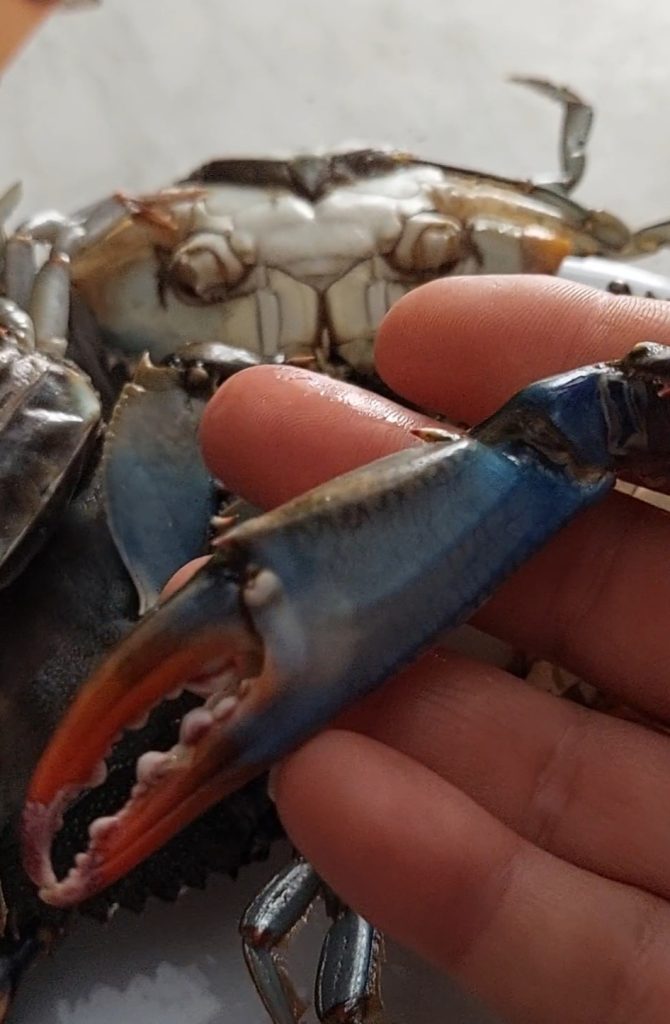 Spaghetti met blauwe krab