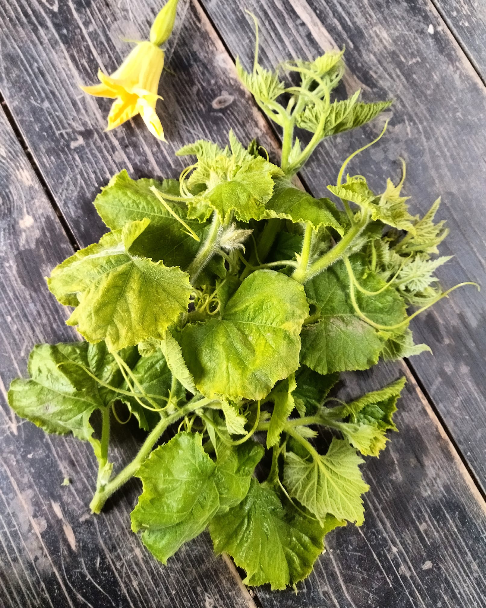 Wat zijn: Pompoen- (of courgette-)scheuten