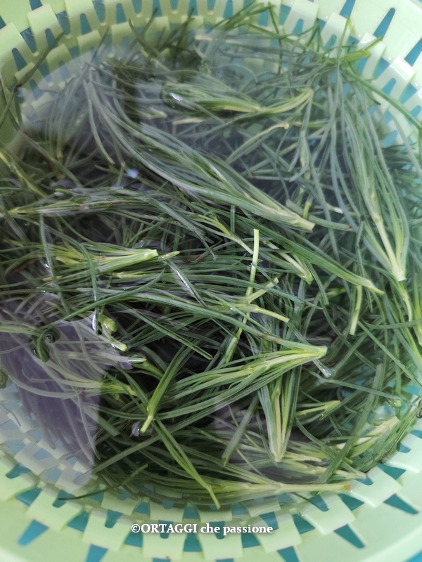 Agretti verzorgen en wassen