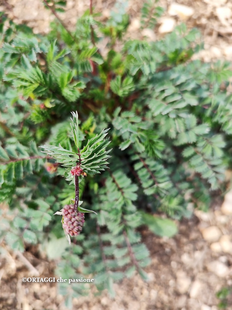 pimpinella bibinella gebruik in de keuken
